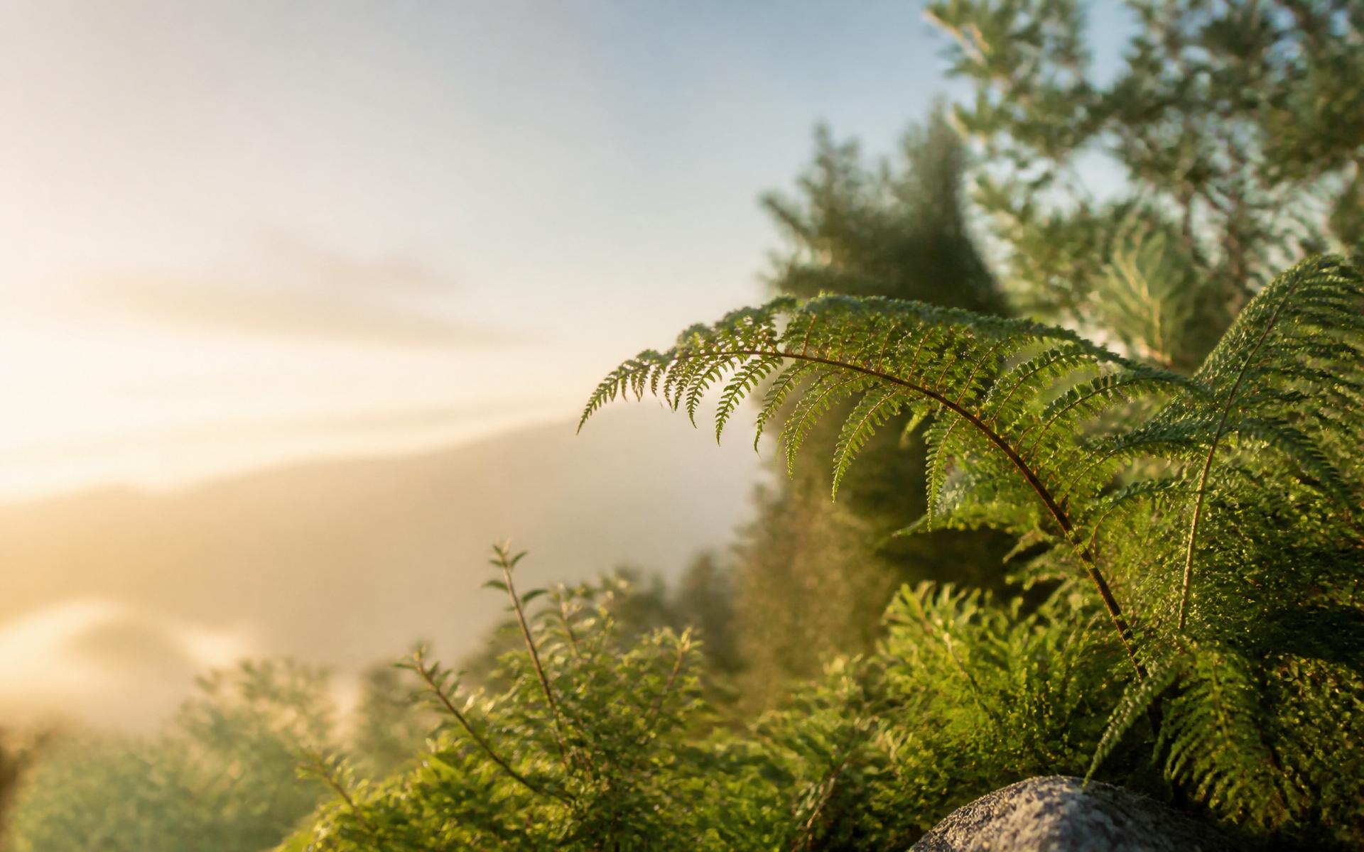 Sunlight through native New Zealand ferns